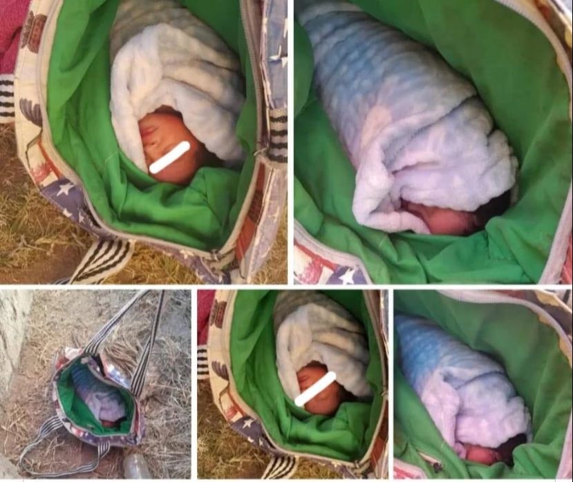 Heroic dog rescues abandoned newborn in eMalahleni