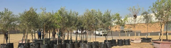 Delmas First takes bold steps towards ecological restoration, 5,000 trees to be planted