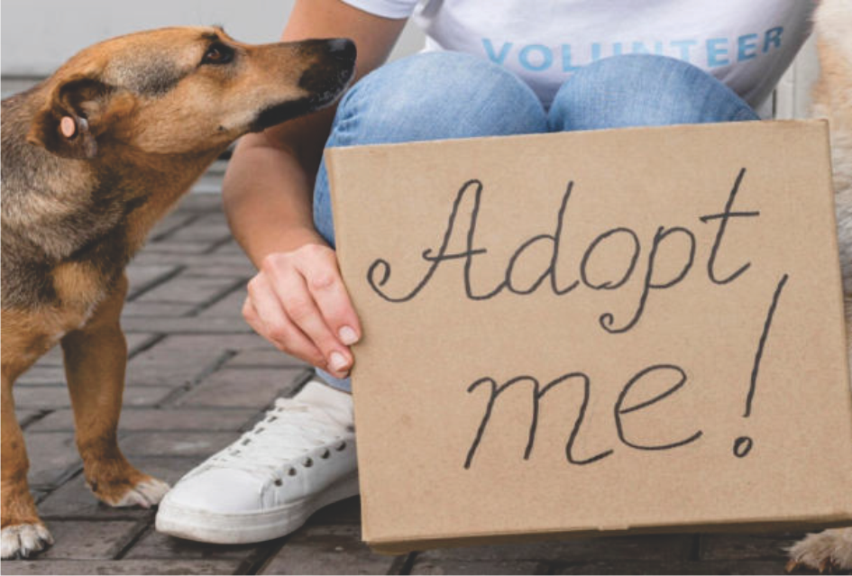 Rise in abandoned petsin Delmas – shelterurges adoption