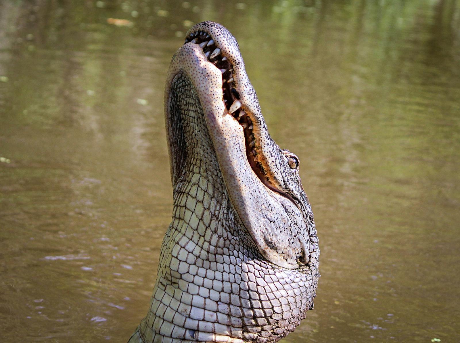 MTPA cautions Shaluza and Kamelrivier residents over spotted crocodile