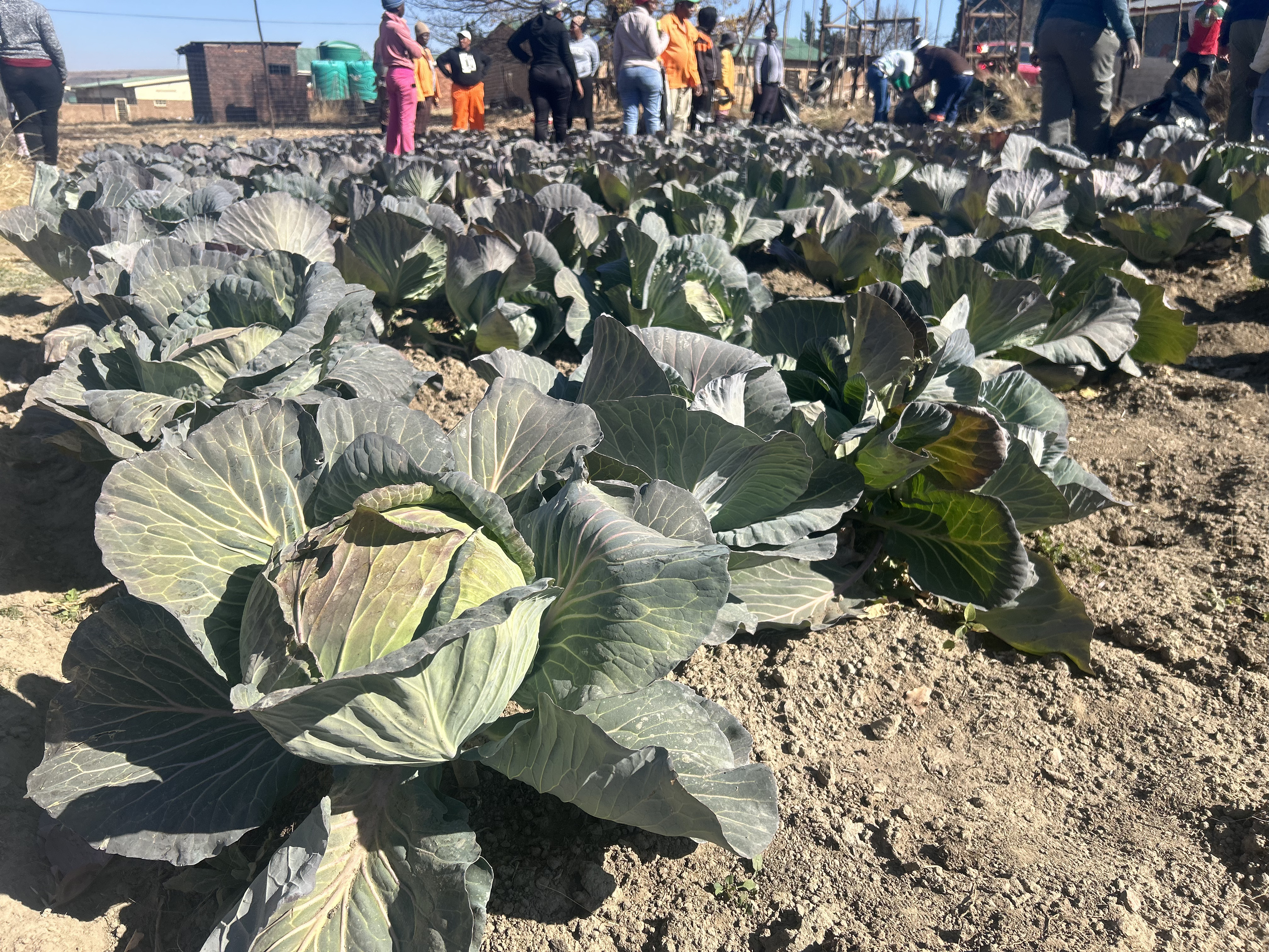 GCIS pledges support for Sakhelwe community garden project